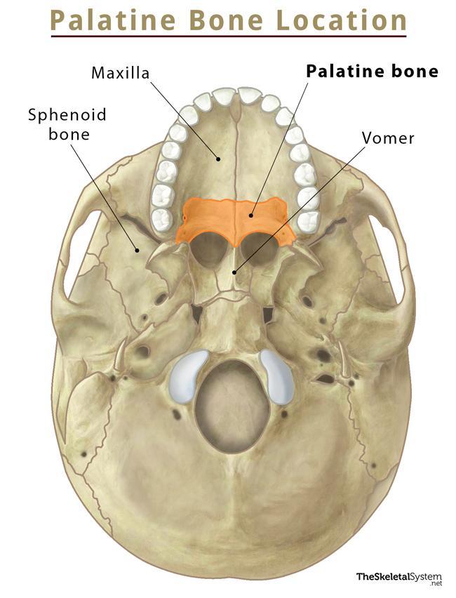 <p>Where is the palatine bone?</p>