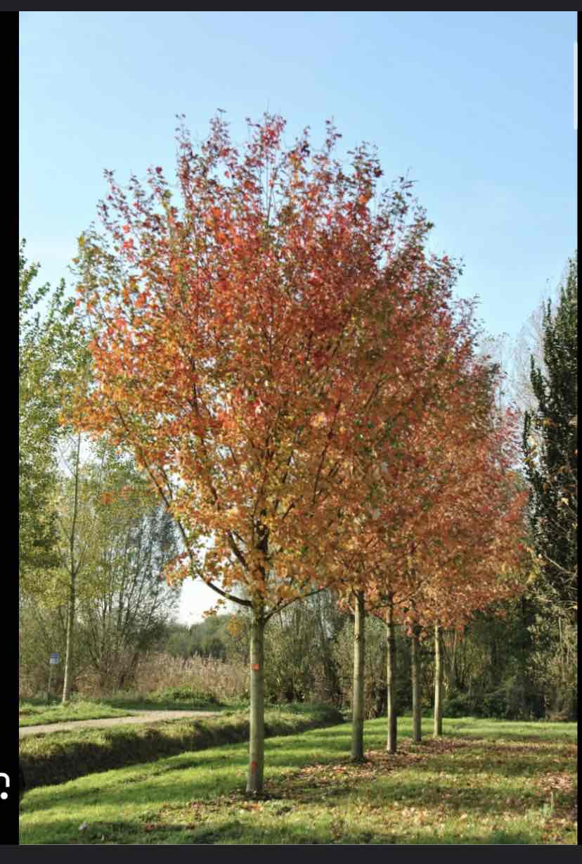 <p>Acer x freemanii ‘ Armstrong’, ‘Armstrong maple, Sapindaceae</p>