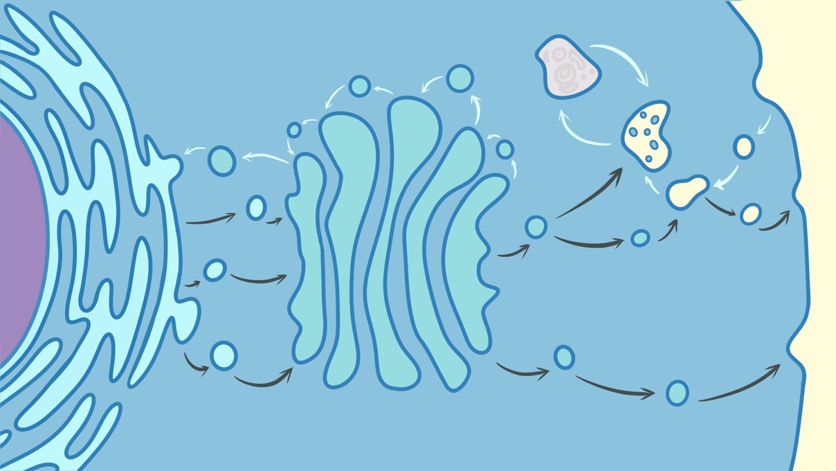 “distribution warehouse”

\
all vesicles coming from the ER go to the Golgi. The Golgi is where they are sent to their destinations.