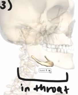 <p>throat</p>