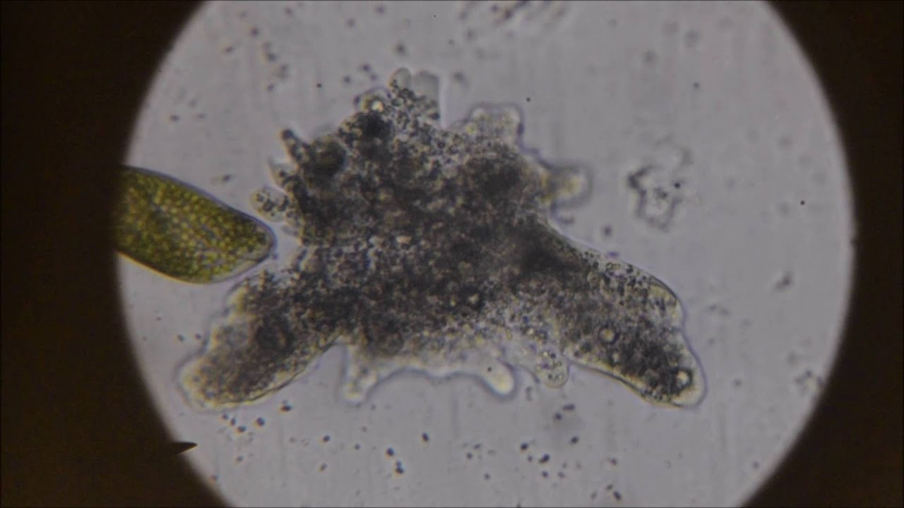 <p>What kind of protists is this?</p>