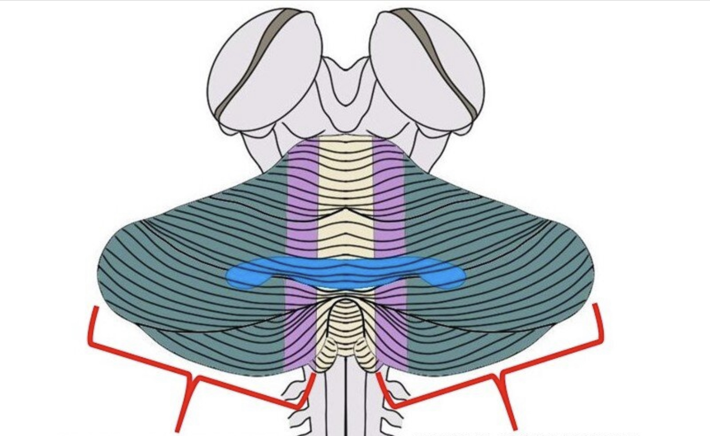 <p>the narrow central part of the cerebellum between the two hemispheres (yellow)</p>