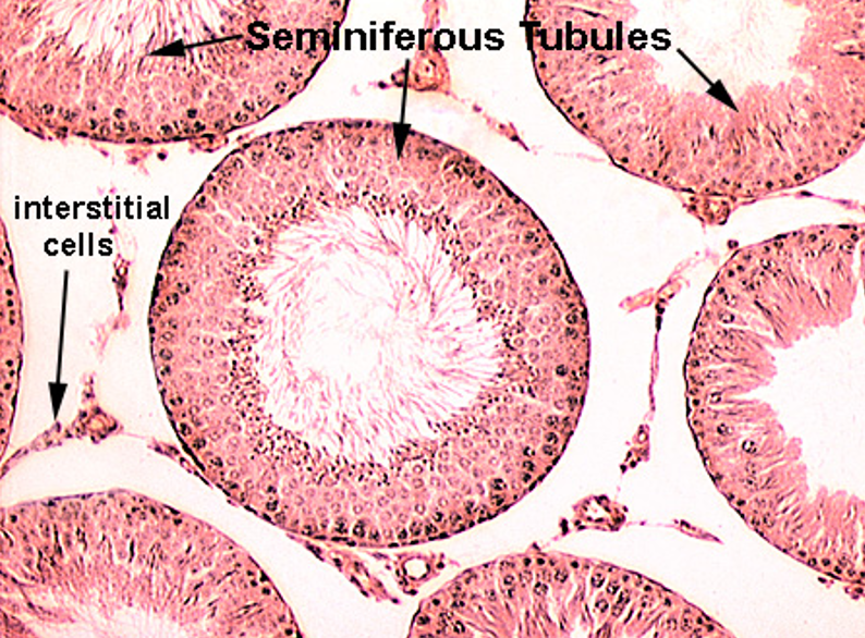 <p><strong>Seminiferous tubules</strong></p><p><strong>Round or oval tubules</strong> with a <strong>stratified epithelium</strong></p>