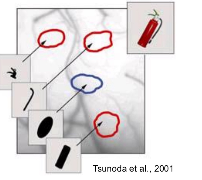 <ul><li><p>When they showed monkey a fire extinguisher, these parts in red of IT cortex were active. The blue portion was not</p></li><li><p>Then they took the fire extinguisher apart and showed each part to the monkey individually to see which part correlated with each brain activity</p></li><li><p>shows neurons in IT are organized in feature columns that serve as basic building blocks of recognition. ➔ Perception/recognition may work through distributed processes within and across many areas</p></li></ul><p></p>