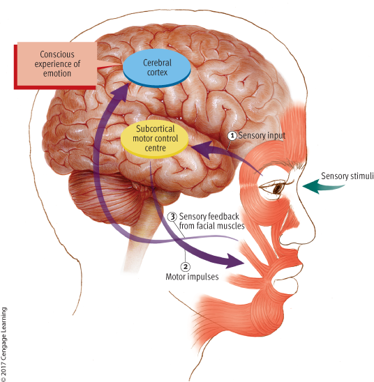 <ul><li><p><strong>Theory</strong>: The facial-feedback hypothesis suggests that facial muscles send feedback signals to the brain, which help us experience emotions.</p></li><li><p><strong>Supporting Studies</strong>: Research shows mimicking facial expressions can lead people to feel those emotions (Dimberg &amp; Soderkvist, 2011).</p></li><li><p><strong>Botox Treatment for Depression</strong>: Botox, injected into the forehead to stop frowning, reduced depressive symptoms, supporting the hypothesis (Wollmer et al., 2012, 2014).</p></li></ul><p></p>
