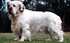 <p>Origin: France</p><p>Height range: 17-20 in</p><p>Weight range: 55-75 lb</p><p>Life span: 10-12 years</p>