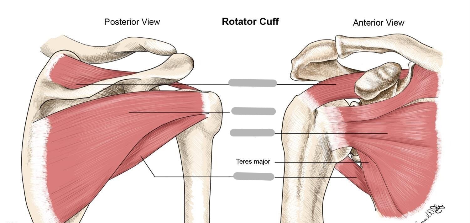 <p>Label the muscles of the rotator cuff</p>