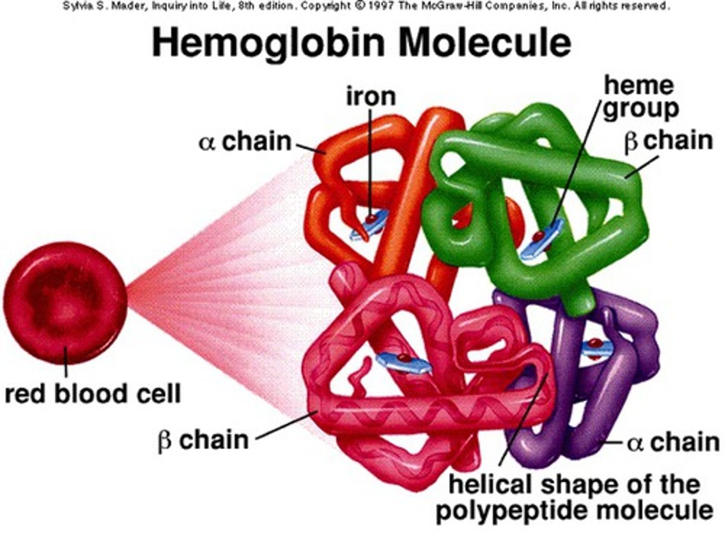 <p>Structure: A protein made of four subunits (2 alpha and 2 beta chains), each containing a heme group with iron that binds oxygen.</p><p>Function: Carries oxygen from the lungs to tissues and transports carbon dioxide from tissues to the lungs.</p>