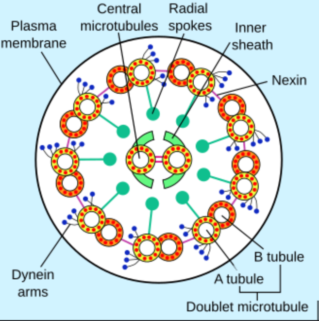<p>What is the function and structure of the cilla?</p>
