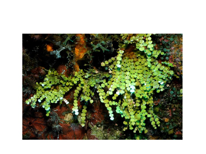 <p>What structures lend additional structural integrity to this specimen?</p><p>Siphons and CaCO3</p><p>Siphons, Ultricles and CaCO3</p><p>Siphons and Ultricles</p><p>Trabeculae</p>