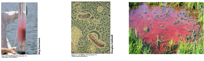 <p><strong>In stratified sulfur-rich lakes and hot springs;</strong> associated genera include <strong><em><mark data-color="purple" style="background-color: purple; color: inherit;">Amoebobacter purpureus, Chromatium, Thiocystis</mark></em></strong></p>