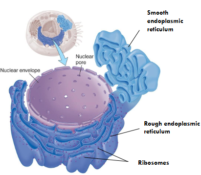 <ul><li><p>It is called the factory.</p></li><li><p>It synthesizes and moves proteins in channels.</p></li></ul><p></p>