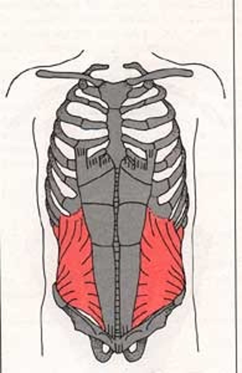 <p>O: anterior iliac crest, thoracocolumbnar fascia</p><p>I: ribs 10-12, linea alba, pubic crest</p><p>X: Internal &amp; subcostal nerves (T7-T12) and iliohypogastric nerve (L1), lilioinguinal nerve (L1)</p>