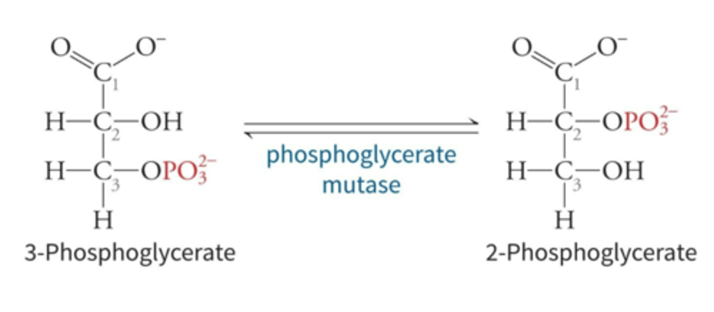 <p>2-phosphoglycerate, in vivo</p>