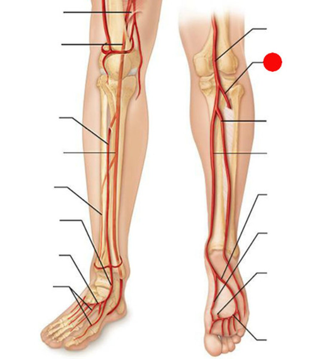 <p>- Originates posteriorly</p><p>- Branches laterally</p><p>- Pierces interosseous membrane and runs on top anterior side</p><p>- Terminates in foot</p><p>- Supplies blood to anterior leg</p>