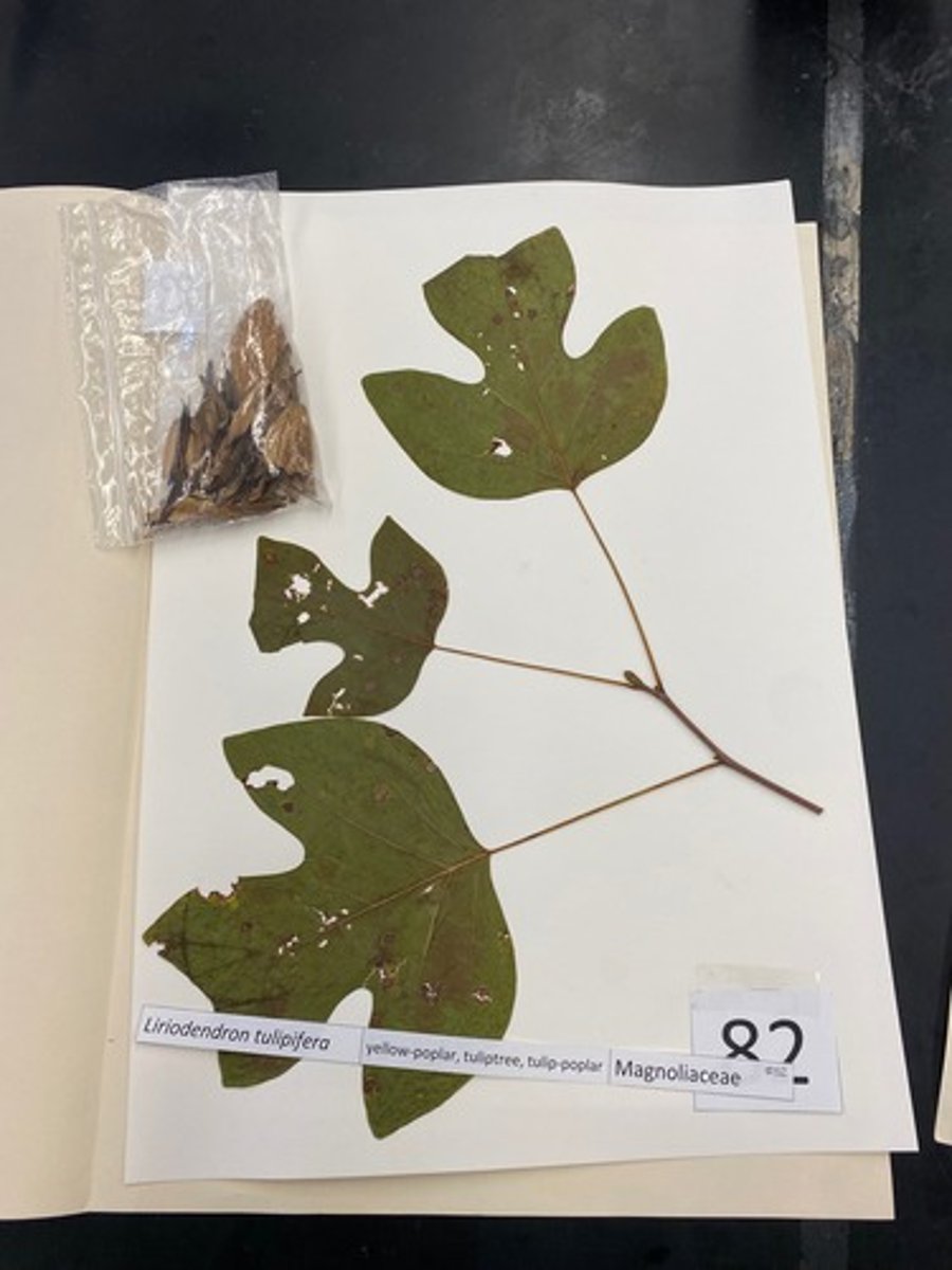 <p>Liriodendron tulipifera (Magnoliaceae)</p>