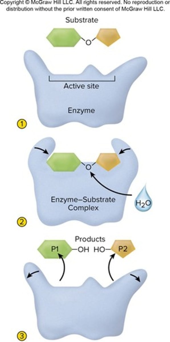 <p>Lower the energy cost for starting a reaction and act as catalysts: increase reaction rate</p>