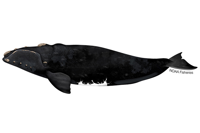 Identify the scientific name of the southern right whale.