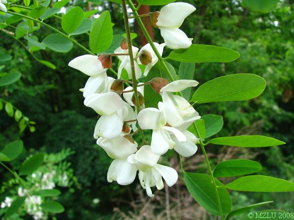 <p><em>Robinia pseudoacacia</em></p>