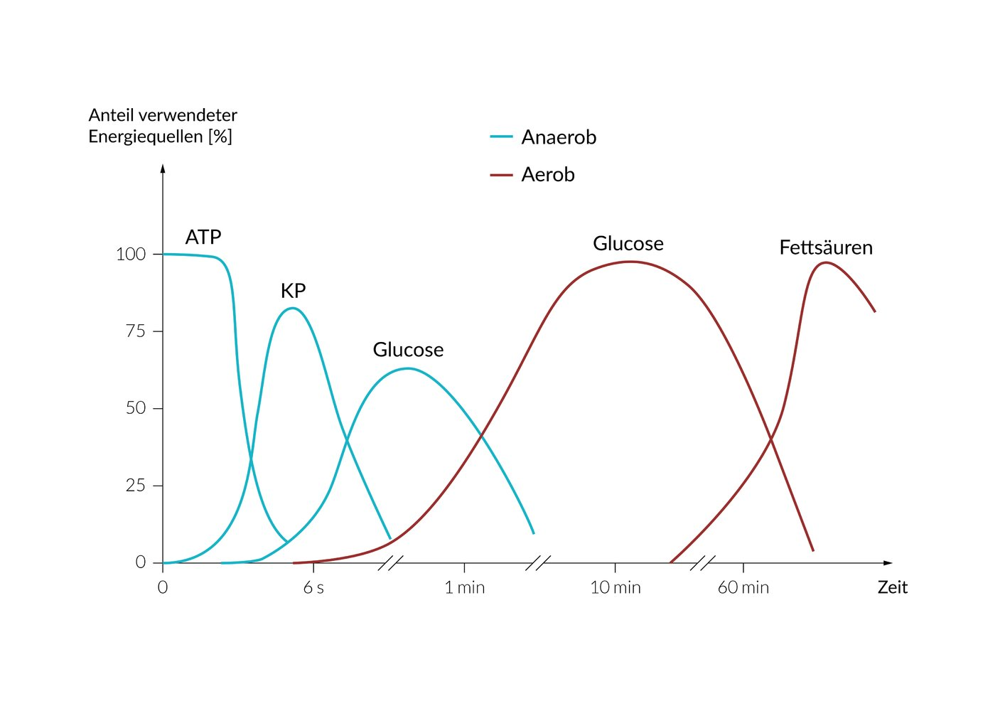 <p>A. Energy supply in the muscle occurs mainly through already available high-energy phosphate compounds.</p>