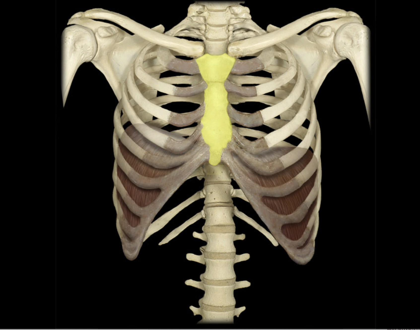 <p>Sternum</p>