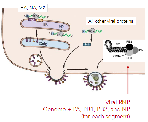 * Occurs in cytoplasm
* HA & NA translated via ER-associated ribosomes
  * ER-golgi localizes HA & NA to plasma membrane
* Genomic segments bound to viral RNP undergo selective packaging and reassortment