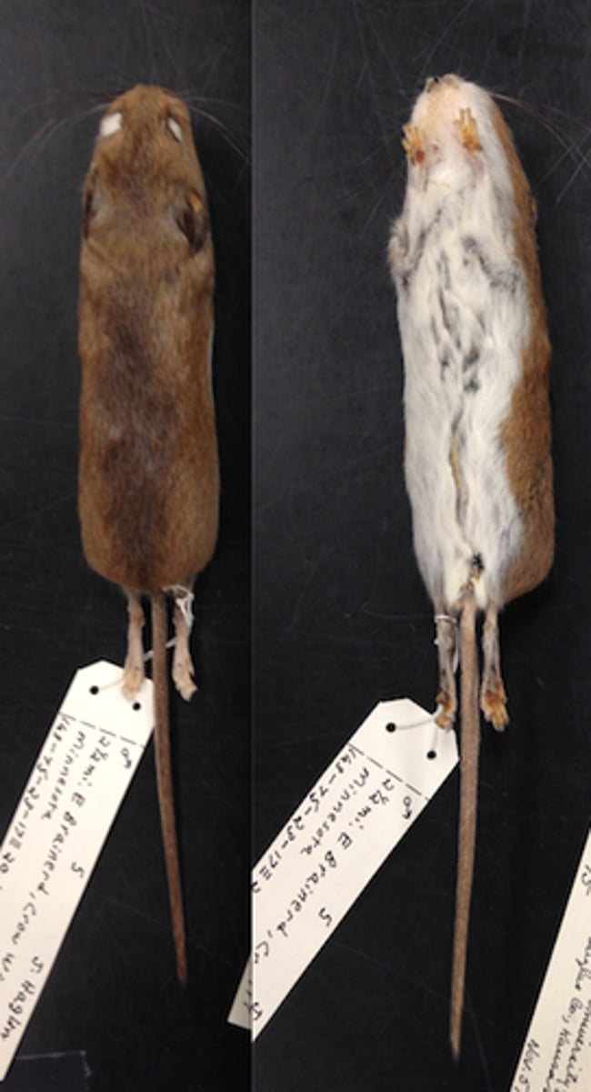 <p>clade  Order, family, subfamily?</p>