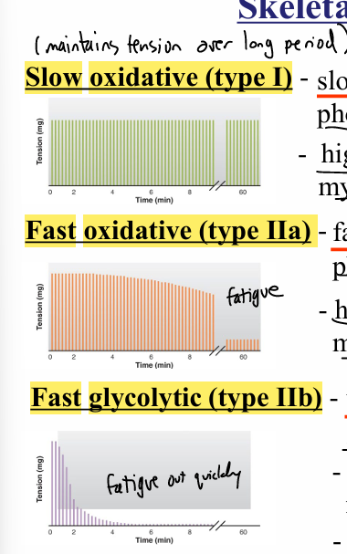 <p>slow oxidative (type I)- slow contraction, uses oxidative phosphorylation for ATP </p><ul><li><p>high in mitochondria, blood supply, and myoglobin </p></li></ul><p>fast oxidative (type IIa)- fast contraction, uses oxidative phosphorylation for ATP </p><ul><li><p>high in mitochondria, blood supply, and myoglobin </p></li></ul><p>fast glycolytic (type IIb)- very fast contraction, uses glycolysis for ATP </p><ul><li><p>low in mitochondria, blood supply, and myoglobin </p></li><li><p>high in muscle glycogen </p></li></ul><p></p>