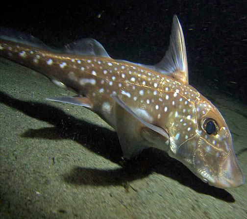 <p>ratfish</p>