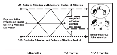 <ul><li><p class=""><strong>Posterior attention system</strong> → supports <strong>RJA</strong> (Responding Joint Attention)</p></li><li><p class=""><strong>Anterior attention system</strong> → supports <strong>IJA</strong> (Initiating Joint Attention)</p></li></ul><p></p><p><span data-name="small_blue_diamond" data-type="emoji">🔹</span> Development Timeline: </p><ul><li><p class=""><strong>3–6 months</strong>: Reflexive attention (RJA), basic attention control</p></li><li><p class=""><strong>7–9 months</strong>: Beginning of intentional control (IJA), faster processing</p></li><li><p class=""><strong>10–18 months</strong>: Integrated self–other attention → emergence of full joint attention abilities</p></li></ul><p></p>