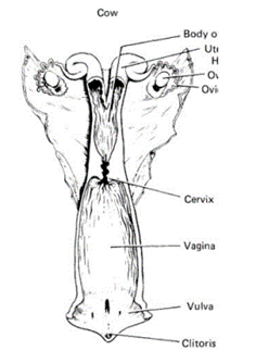 <ul><li><p>Copulatory organ</p></li><li><p>Sperm function</p><ul><li><p>Semen deposited in the anterior part of the vagina.</p></li></ul></li><li><p>Chemical barrier</p><ul><li><p>pH gradient, where semen are deposited 7.4, and down toward the vulva it can be as low as 4.0</p></li></ul></li><li><p>Responsive to steroids</p></li></ul>