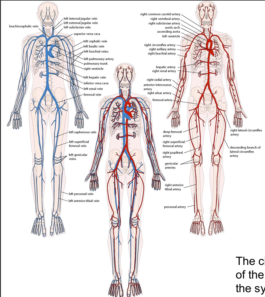 <p>The circulatory system consists of the pulmonary circulation and the systemic circulation</p>