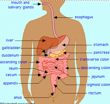 <p>Digestive System</p>