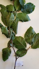 Fagus sylvatica