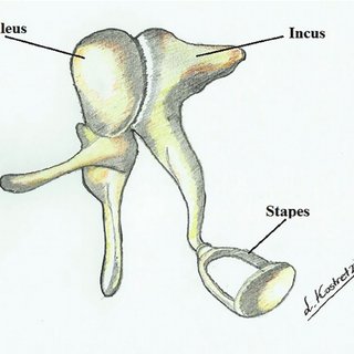 <p>a small bone in the middle ear which transmits vibrations of the eardrum to the incus. (thing in middle)</p>