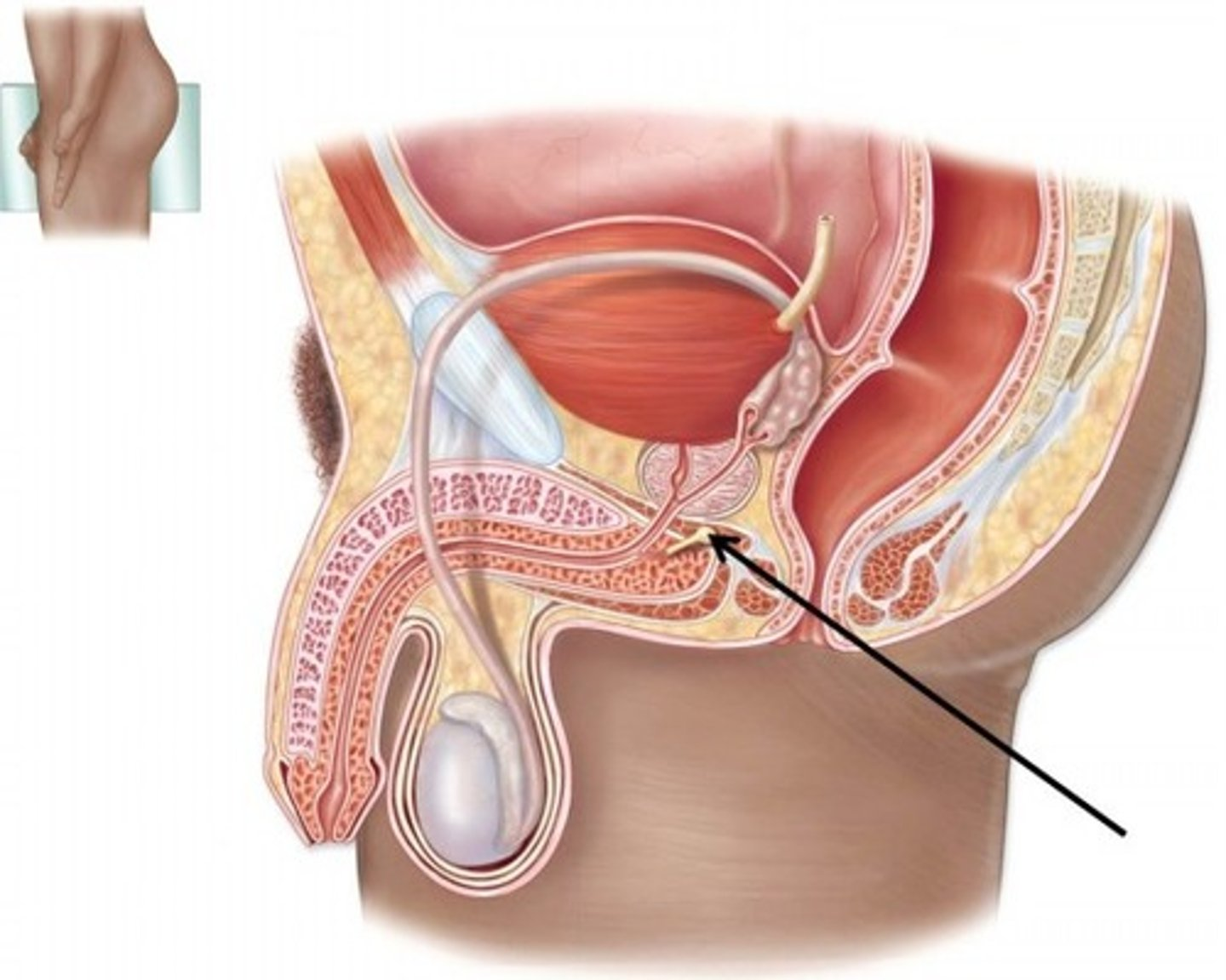<p>secretes mucus to lubricate sperm transport and neutralise vaginal pH</p>