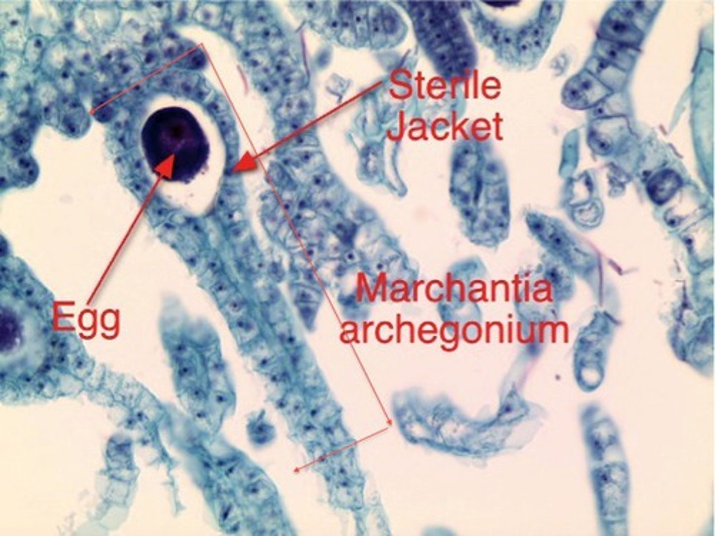 <p>female reproductive structure; contains stalk, venter, egg, neck with neck canal cells</p>