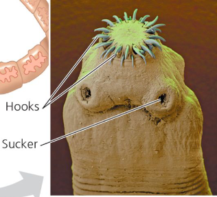 <p>trematodes;</p><p>causes Schistosoma/schistosomiasis</p><p>second most devastating parasitic disease (first is Malaria)</p><p>oral and ventral suckers for attachment to host</p>