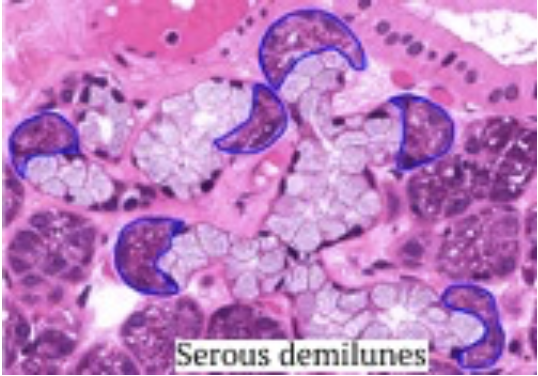 <p>Glándula Submandibular</p>