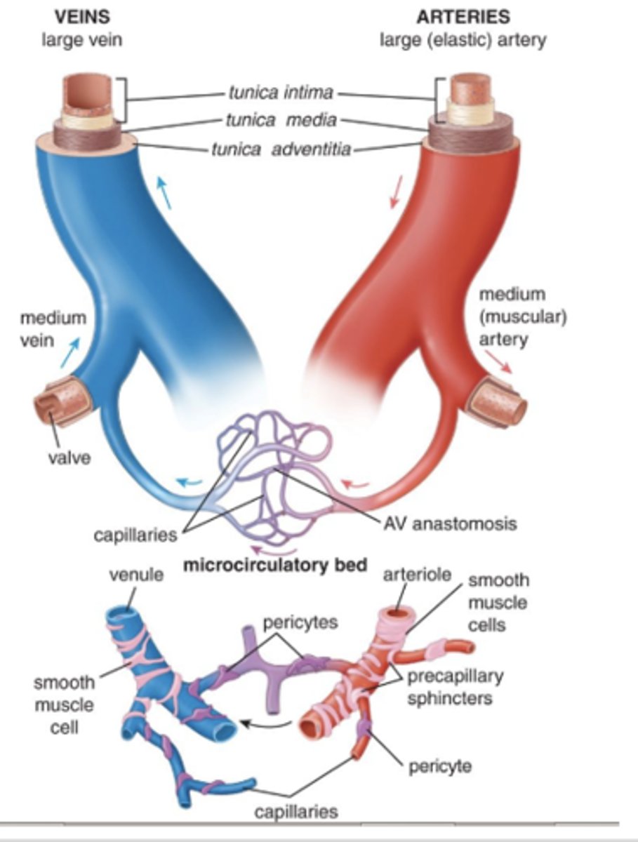 <p>What is the structural composition of capillaries?</p>
