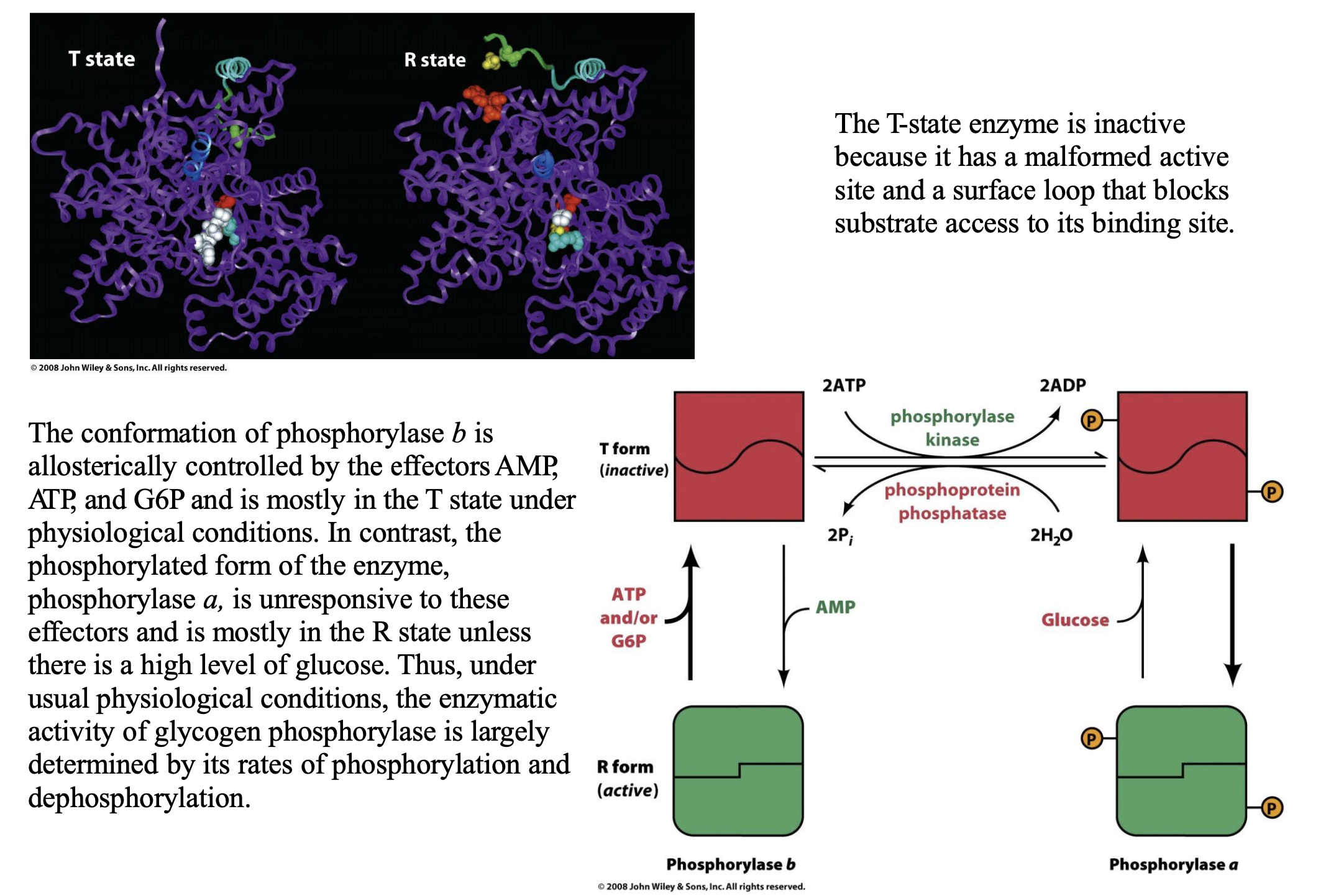 <p><em>The phosphorylation of Ser 14 promotes phosphorylase's T (inactive) → R (active) conformational change </em>a manner that resembles allosteric control. </p><p>The T -state enzyme is inactive because it has a malformed active site and a surface loop that blocks substrate access to its binding site.</p><p>The conformation of phosphorylase <em>b </em>is allosterically controlled by the effectors AMP , ATP , and G6P and is mostly in the T state under physiological conditions. In contrast, the phosphorylated form of the enzyme, phosphorylase <em>a, </em>is unresponsive to these effectors and is mostly in the R state unless there is a high level of glucose. Thus, under usual physiological conditions, the enzymatic activity of glycogen phosphorylase is largely determined by its rates of phosphorylation and dephosphorylation.</p>