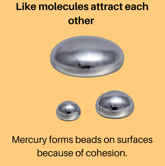 <p>water’s tendency to stick to itself (caused by H<sub>2</sub>O’s polar and hydrogen bonding &amp; causes water tension)</p>