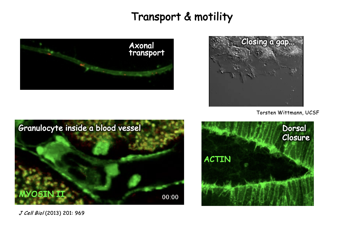 <ol><li><p>Intracellular→ axonal transport</p></li><li><p>Change in cell shape movement → granulocyte in blood vessel for healing wound</p></li><li><p>Dorsal closure in development→ actin creates a zipper that closes the gap</p></li></ol><p></p>