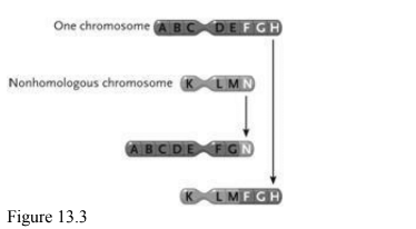 <p>the change in the chromosomes depicted between the top and bottom in the accompanying figure represents</p>