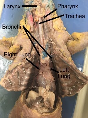 <p>Pharynx</p>