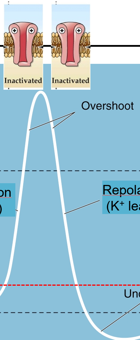 <p>Na⁺ channels become <strong>inactivated</strong>, blocking further Na⁺ influx.</p><p></p>