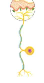 <p>Sensory neuron</p>