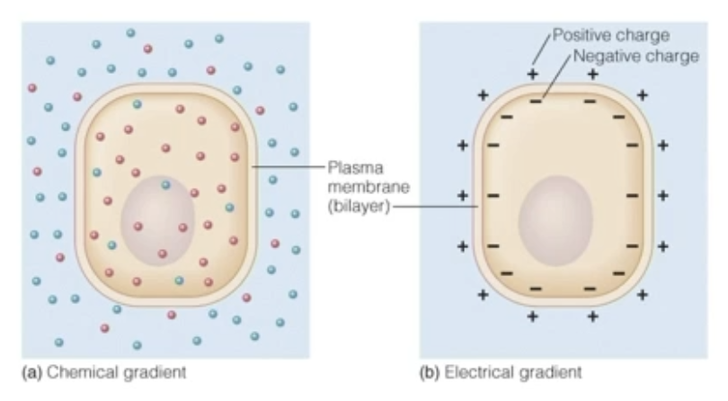 <p>Electrochemical gradient</p>
