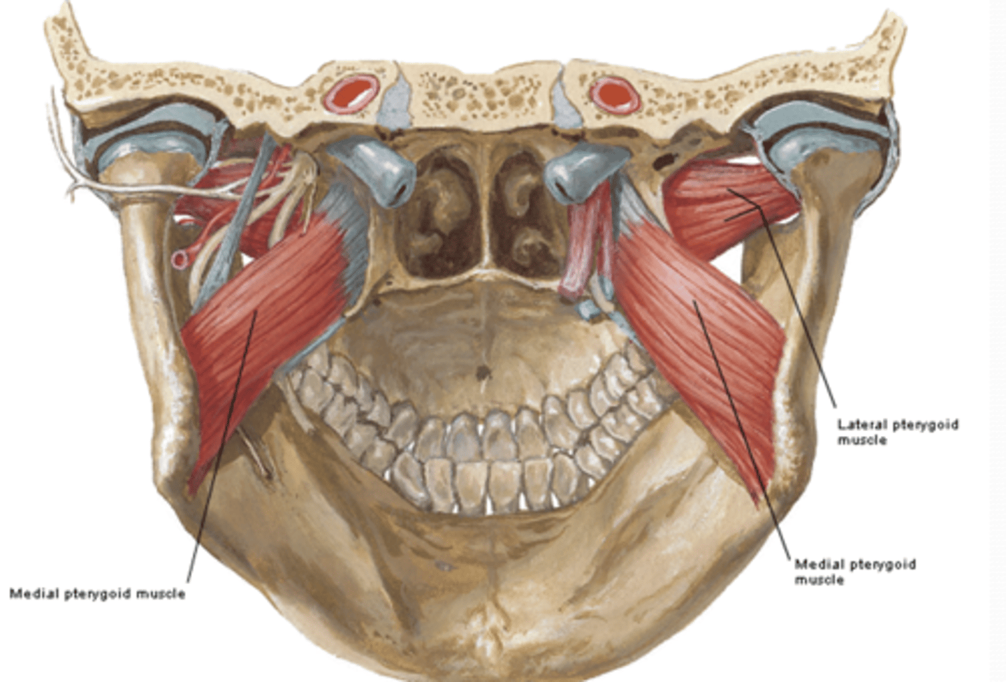 <p>What are the muscles of mastication? (4)</p>