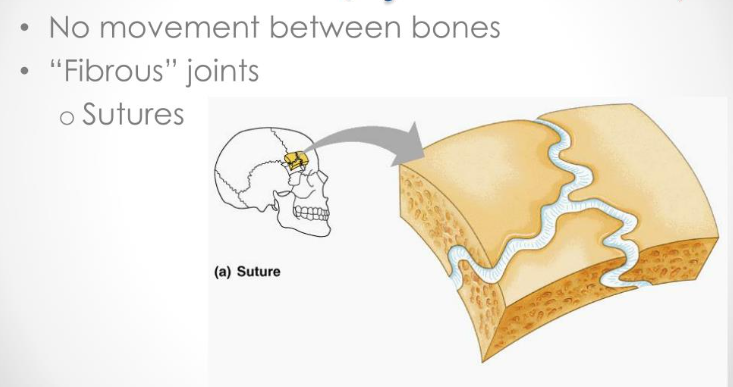 <p>Immovable joints, e.g., sutures of the skull.</p>